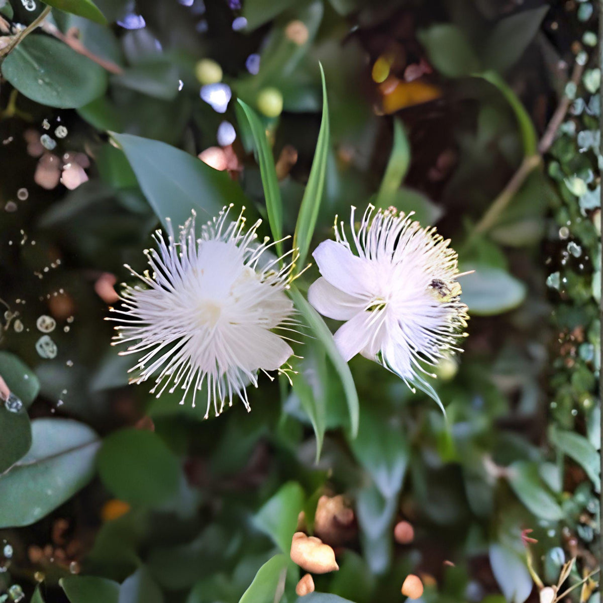 White Myrtle Cuttings – Myrtus communis – Evergreen Shrub for Hedges & Containers – 7 Live Unrooted Propagation Cuttings