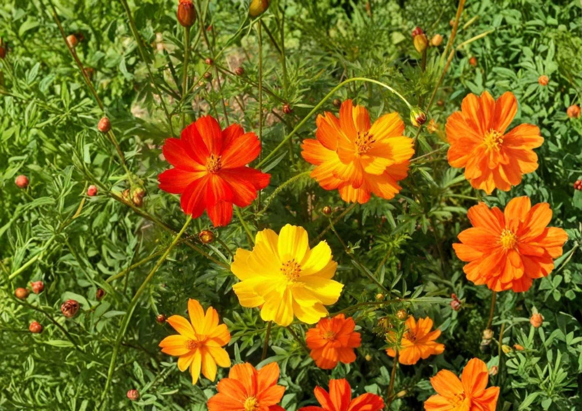 Sulphur Cosmos Bright Lights Flower Seeds – Non-GMO, Orange and Yellow Blooms, Pollinator-Friendly, Hummingbird and Butterfly Attractant