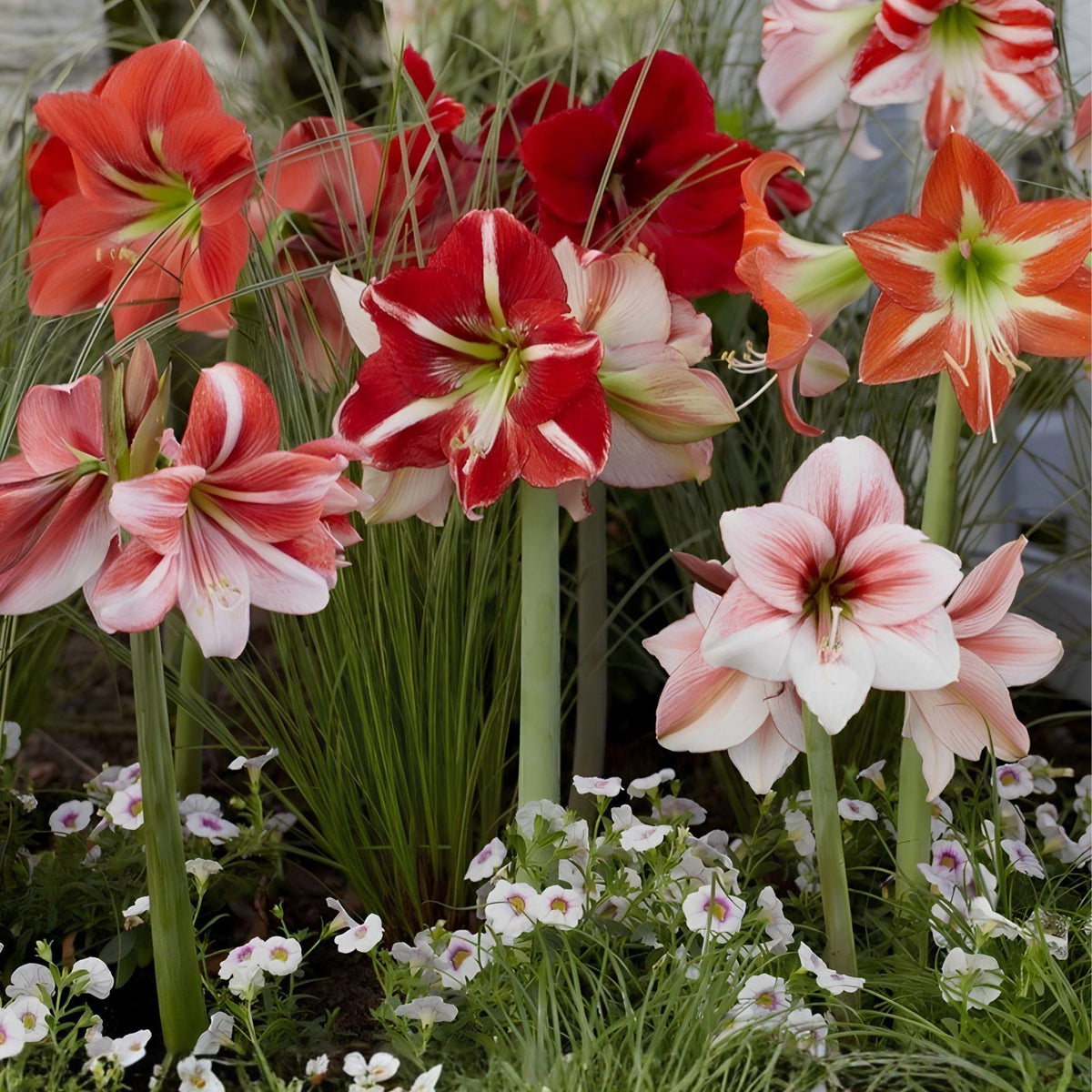Dwarf Amaryllis Bulbs 10 Pack | Hippeastrum Trumpet Blooms | Easy Care Flower Bulbs for Indoor & Outdoor Gardens