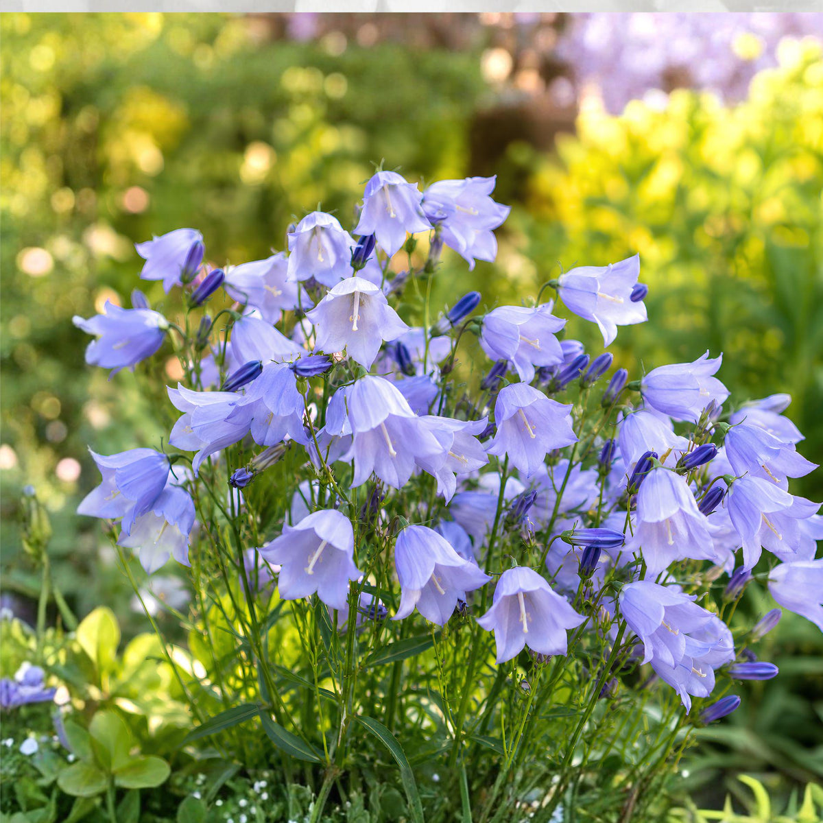 Campanula rotundifolia Harebells Seeds – Perennial Wildflower for Gardens, Pollinator Attracting, Cottage & Rock Garden Planting