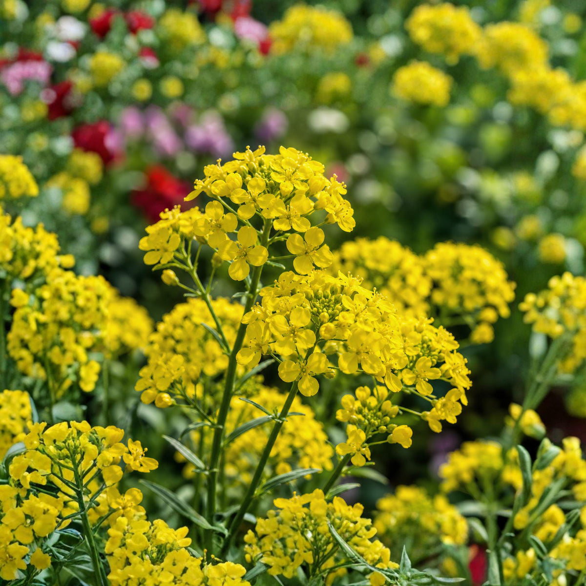 Basket of Gold Seeds – Alyssum saxatile Perennial Flower Seeds for Borders, Rock Gardens & Pollinator Gardens