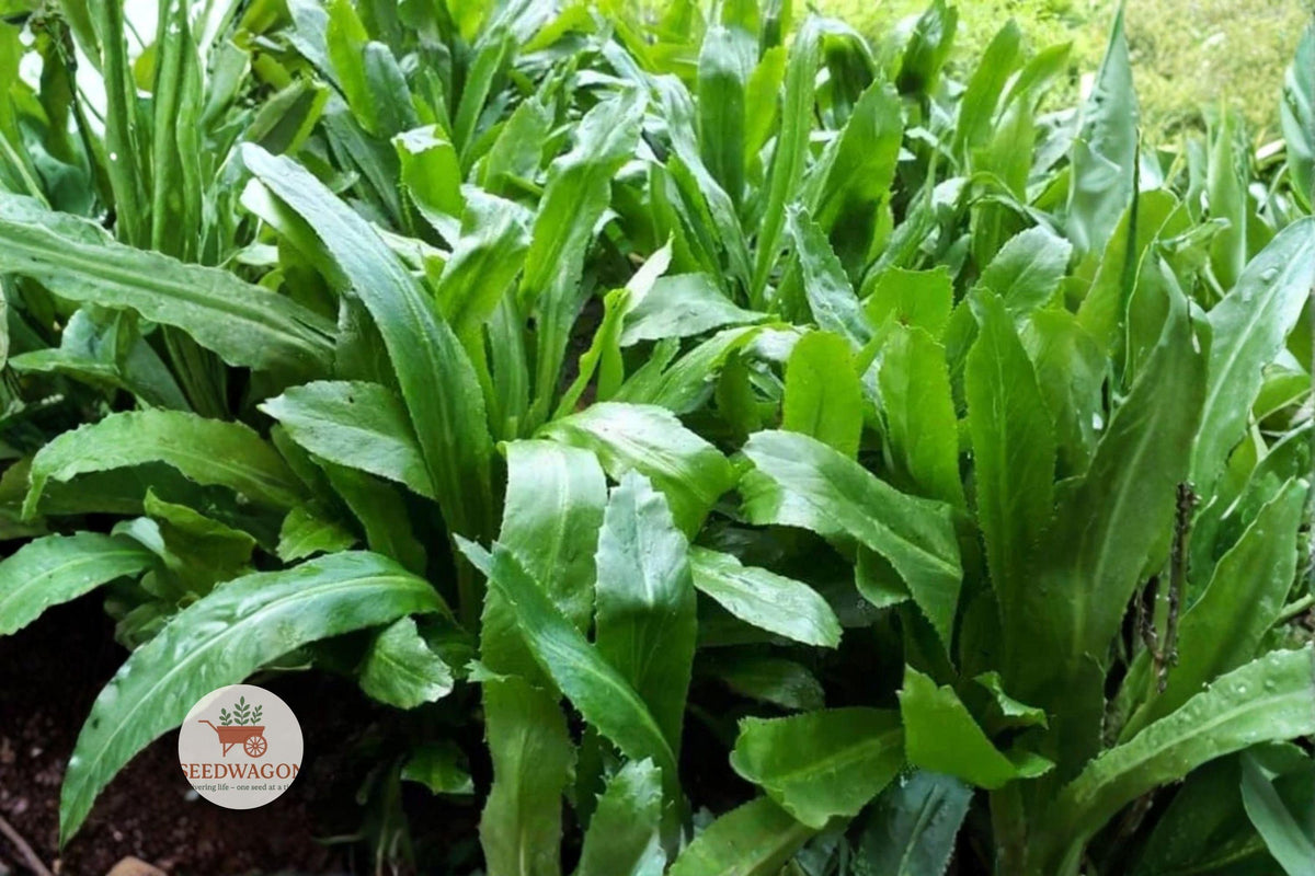 Vietnamese Culantro Seeds - Ngo Gai Eryngium Foetidum Heirloom Culinary Herb for Asian Cooking Garden, Container, Herb Garden