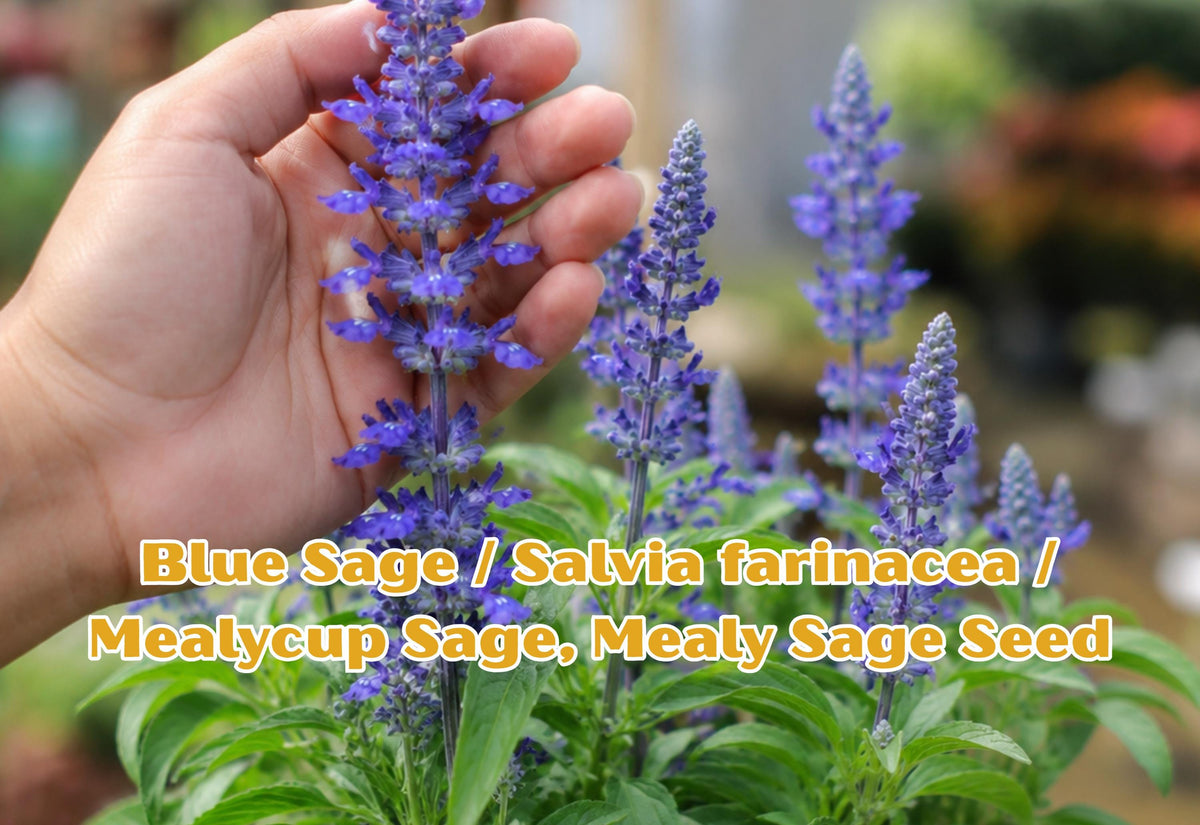 Blue Sage Seeds – Salvia farinacea, Ornamental Flowering Plant for Gardens and Pollinators, Blue to Violet Blooms, 100 Seeds