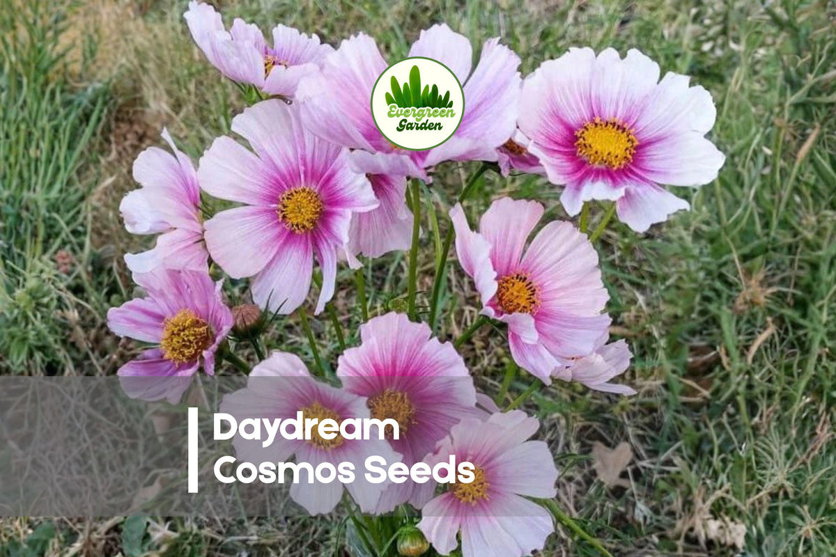 200 Daydream Cosmos Seeds - Bi-Color Pink & White Flowers, Cosmos bipinnatus, Summer Bloom, Pollinator & Cut Flower Garden Seeds
