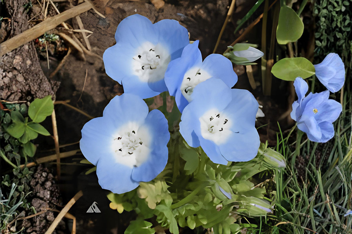 Baby Blue Eyes Seeds (Nemophila menziesii) – Wildflower, Blue Flower Seeds for Borders, Containers & Gardens