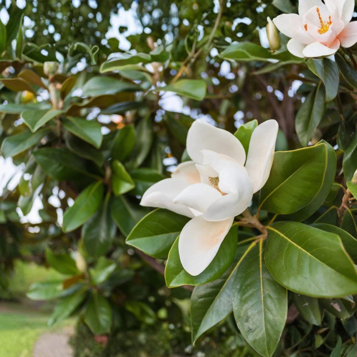 Southern Magnolia Tree Cuttings 8 Pack, Unrooted, Evergreen, Large Leaf, Garden Growing, Magnolia grandiflora
