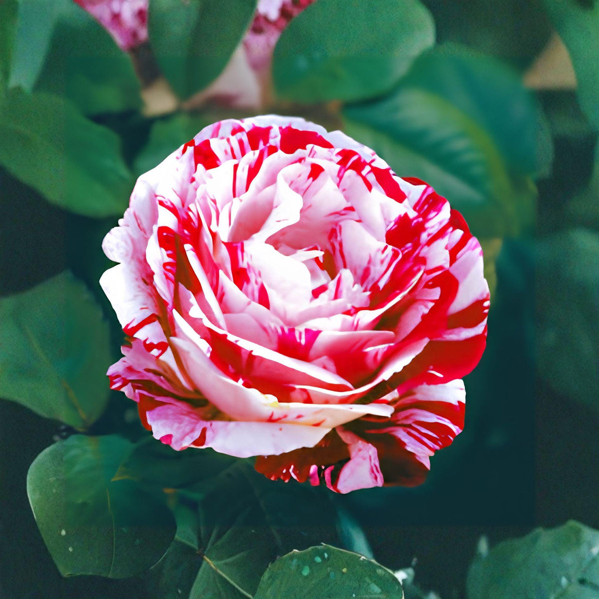 Scentimental Rose Plant 1 Gallon Floribunda Red White Double Blooms Garden Shrub Rosa floribunda