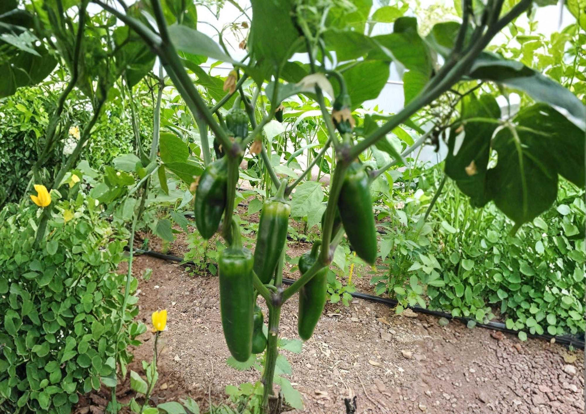 100+ Early Jalapeno Pepper Seeds, Heirloom Non-GMO Chili Seeds for Garden Planting, Spicy Green Red Peppers, High Yield Variety