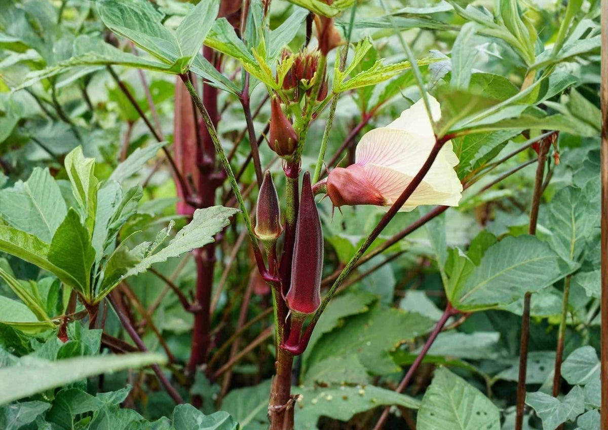 50+ Texas Hill Country Red Okra Seeds – Heirloom Non-GMO Vegetable Seeds for Garden Planting, Deep Red Pods, High Yield