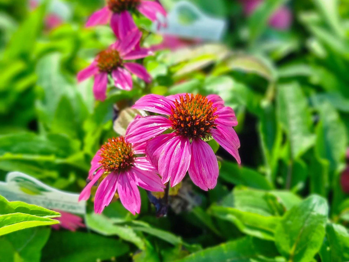 Purple Coneflower Seeds – Echinacea purpurea Native Perennial Wildflower for Pollinator Gardens and Cottage Landscapes