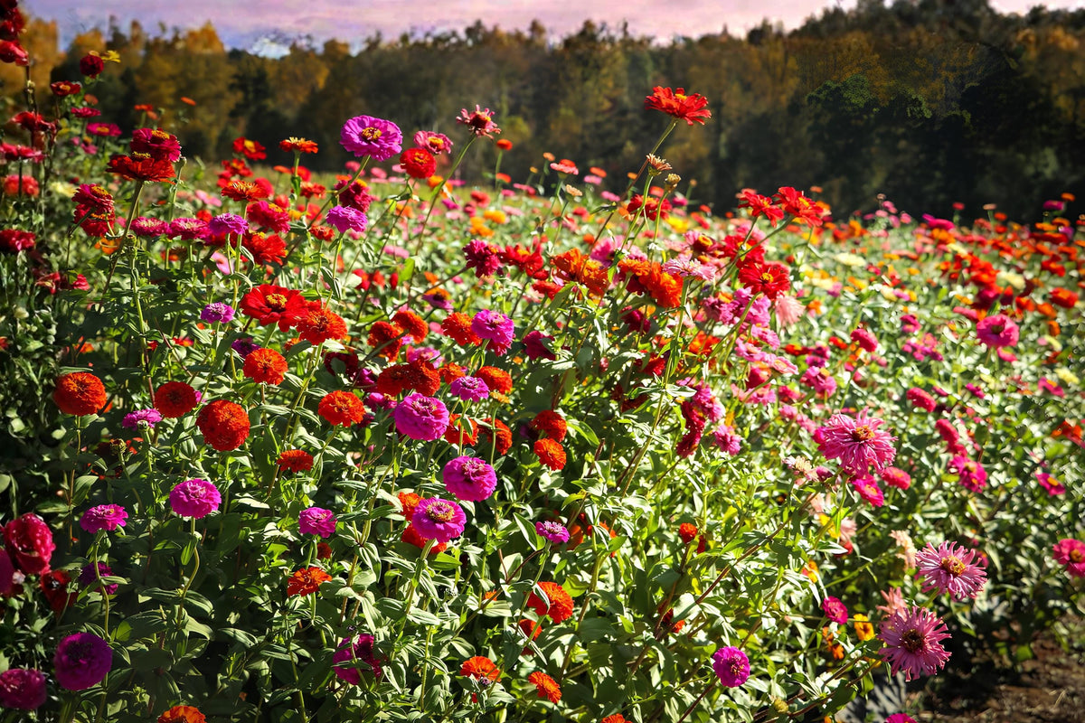 California Giants Zinnia Seeds (50) | Tall Colorful Heirloom Zinnia Mix | Zinnia elegans for Cutting Gardens & Borders