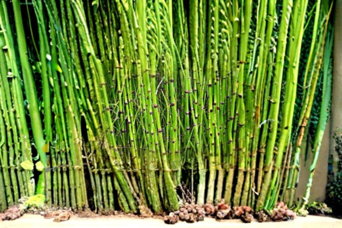 Horsetail Plant Cutting – Equisetum hyemale – Aquatic Water Garden Plant for Ponds & Landscape