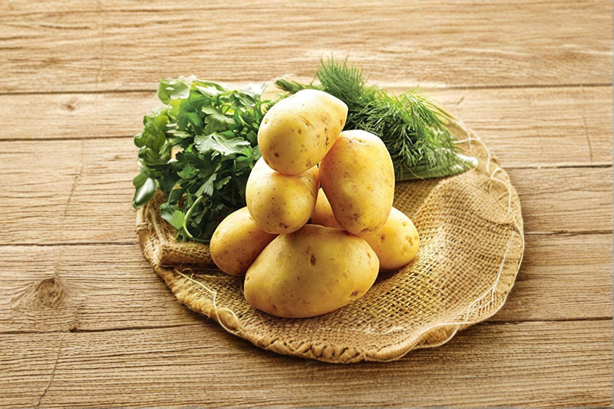 German Butterball Seed Potatoes – 3 Pounds, Heirloom Yellow Flesh, Solanum tuberosum, Garden Vegetable, Edible Root Crop