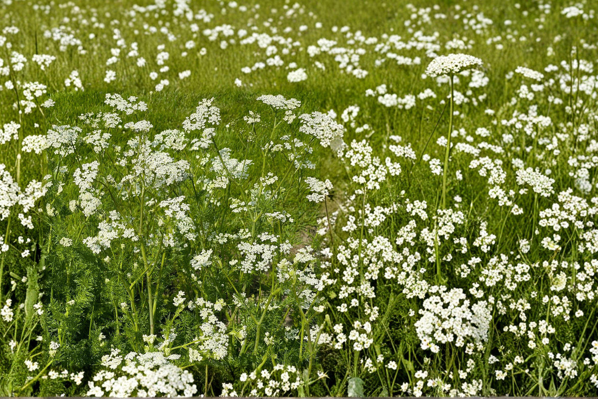 Anise Licorice Plant Seeds 135 Pimpinella anisum Culinary Herb, Aromatic Annual, White Flowers, Full Sun, Edible Herb Garden