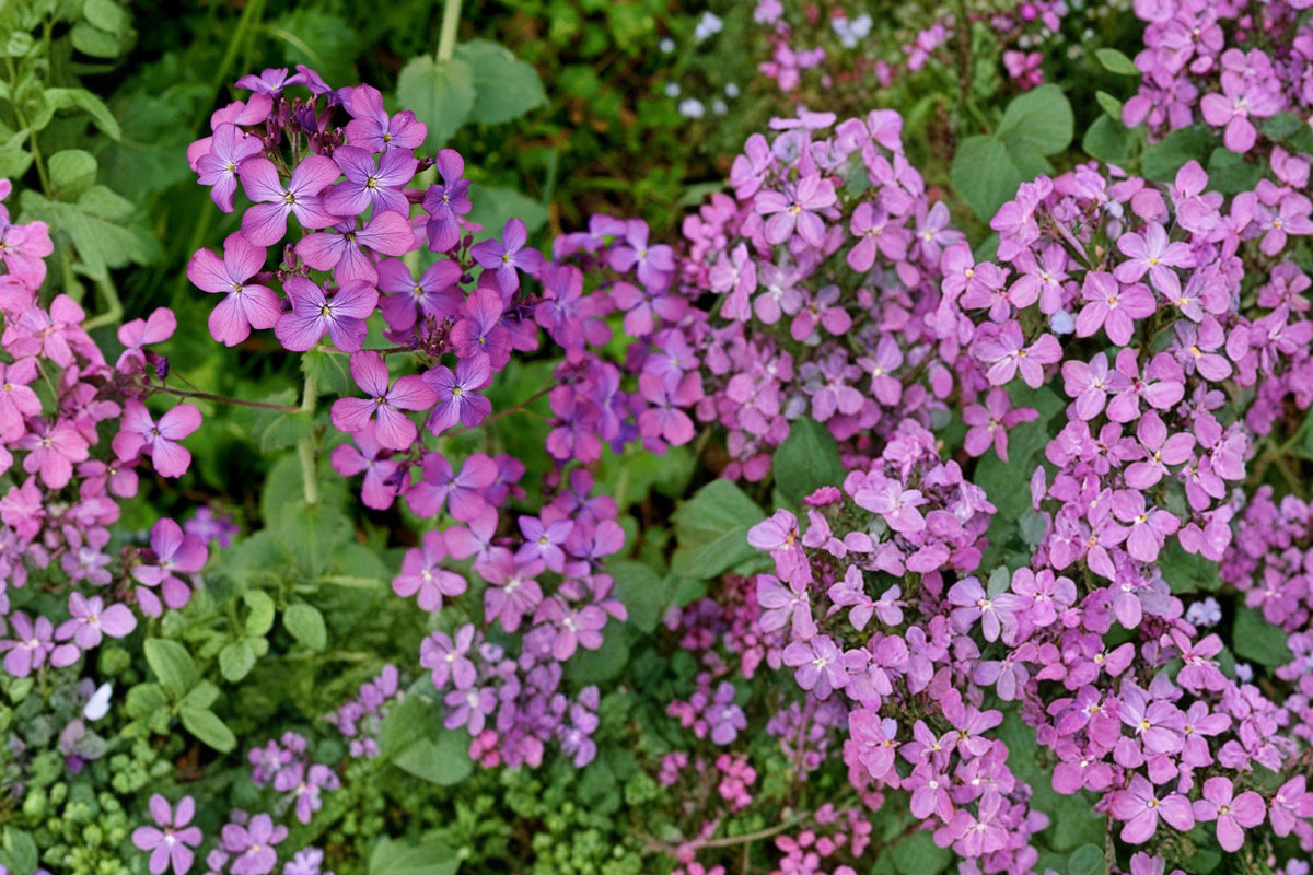 Money Plant Seeds – Lunaria annua, Pink Fuchsia Flowers, Ornamental Biennial Flower for Garden & Dried Arrangements