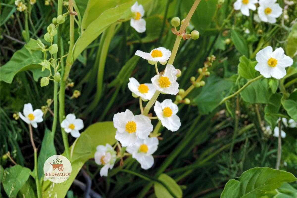 Common Arrowhead Seeds, Sagittaria latifolia, Native Aquatic Perennial for Ponds, Wetlands, Bog Gardens, 100 Seeds