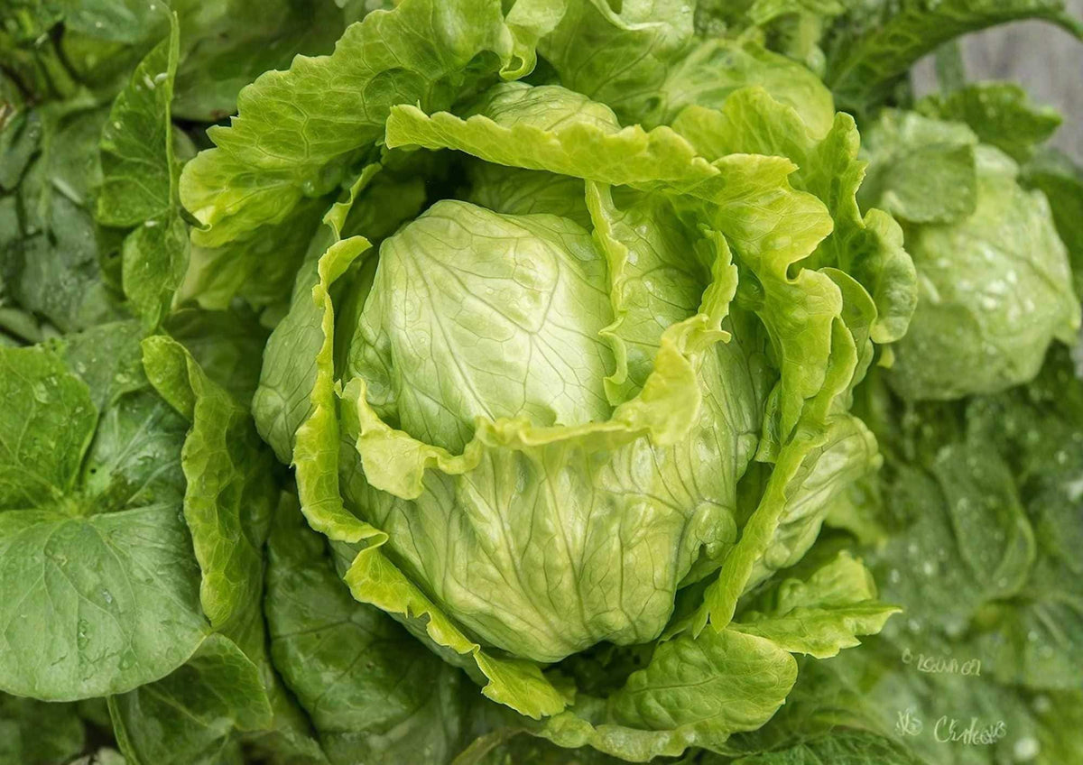 Organic Iceberg Crisphead Lettuce Seeds – Dense Green Heads, High Yield, Salad Greens, Vegetable Seeds for Garden Planting