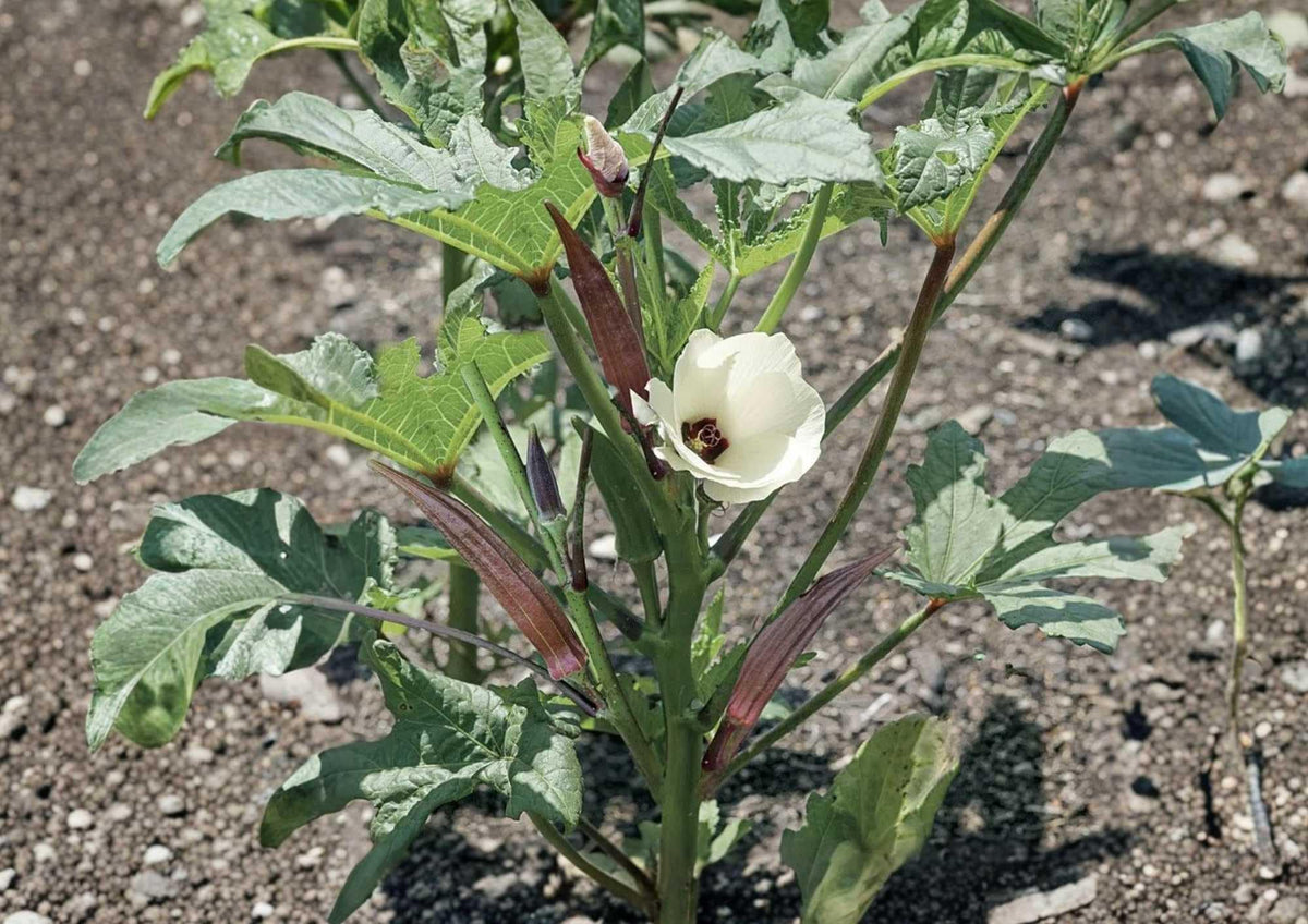 Louisiana Longhorn Cowhorn Okra Seeds – Heirloom Non-GMO Vegetable Seeds for Garden, Extra Long Green Pods, High Yield