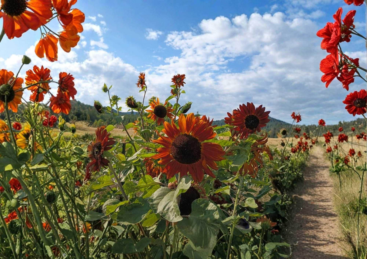 Heirloom Sunflower Seeds 50+ Pack, Colorful Bronze Red Gold Blooms, Pollinator-Friendly, Garden Planting, Earthwalker Variety
