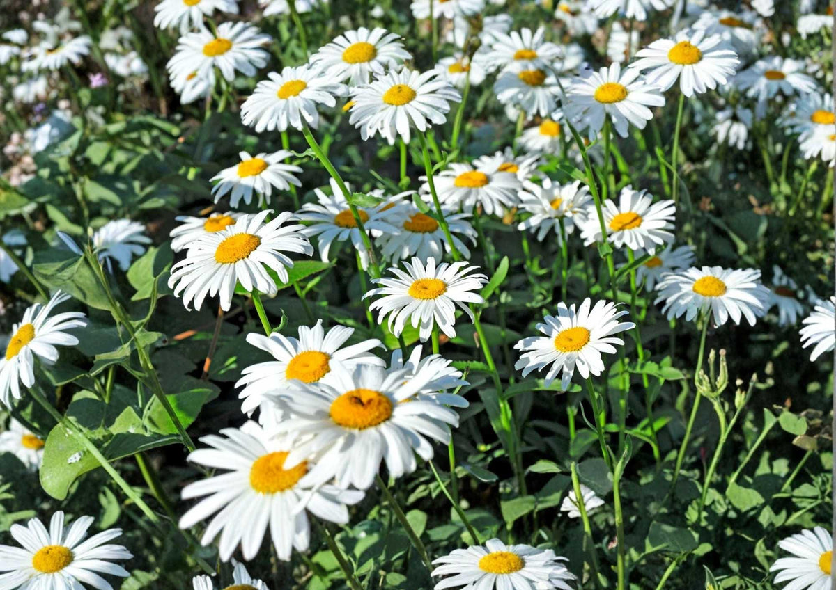 Shasta Daisy Seeds Heirloom Perennial Flower Seeds for Garden, White Blooms, Pollinator Friendly, Cut Flowers, Chrysanthemum