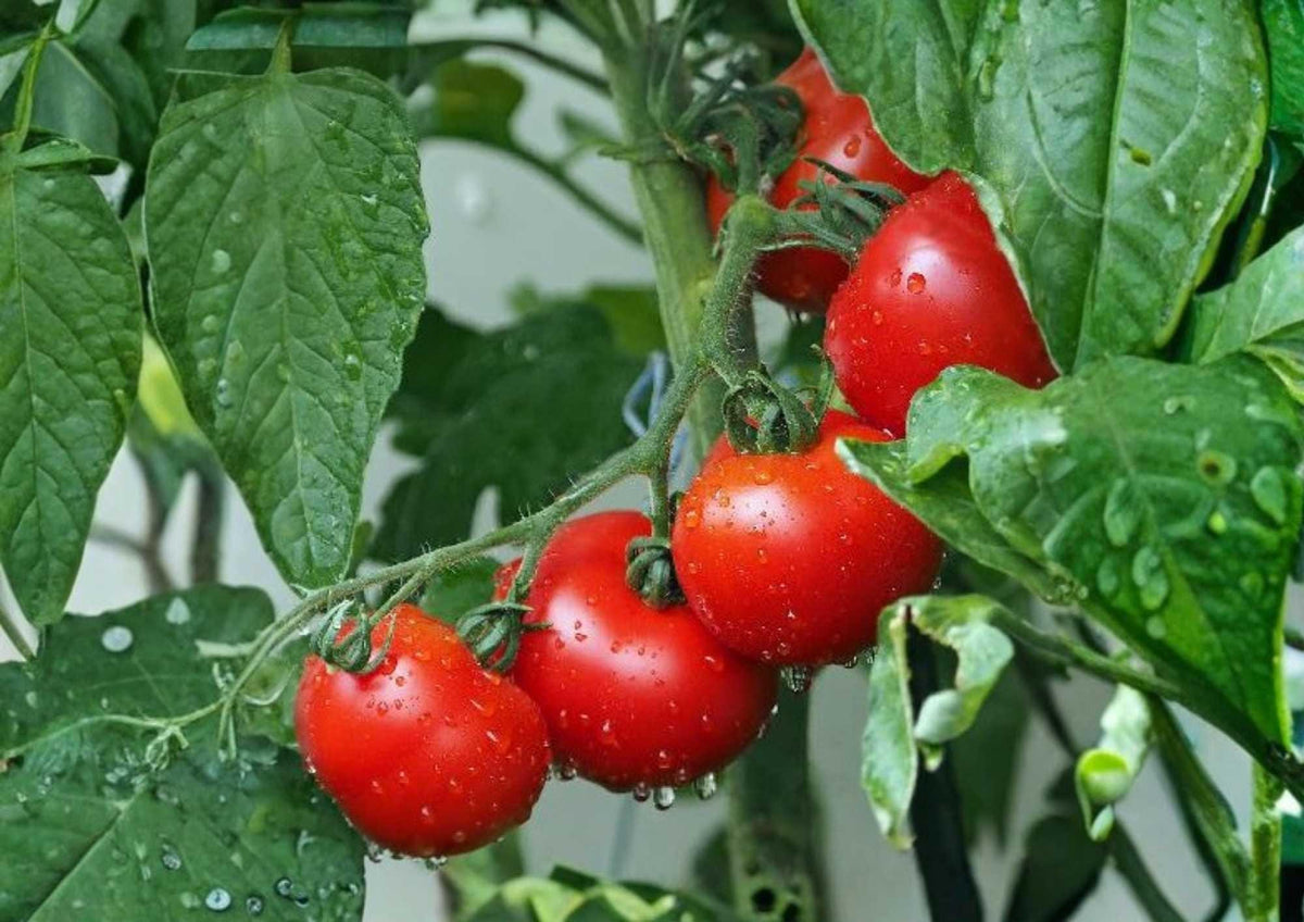 30+ Trip L Crop Tomato Seeds | Rare Heirloom Tomato Tree Seeds for High-Yield Garden Planting | Vigorous 15-Foot Vines