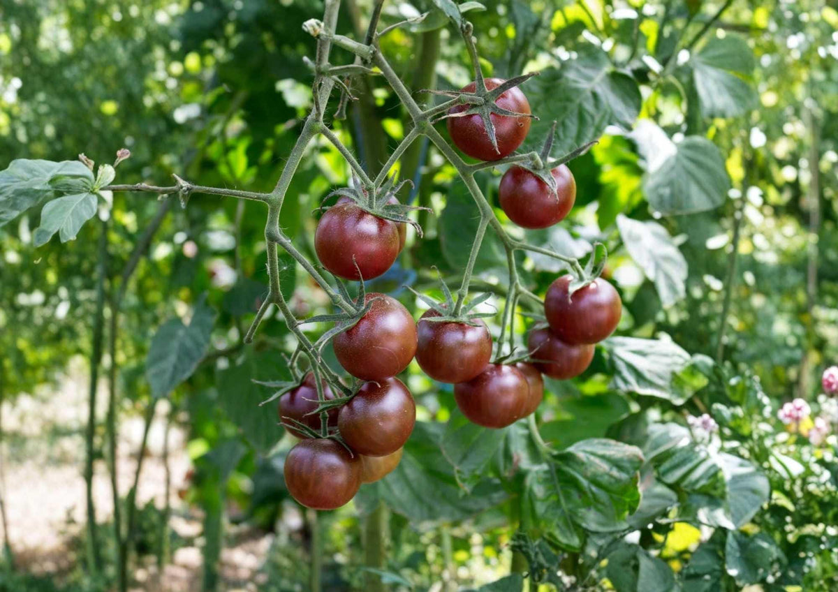 Black Prince Tomato Seeds - Heirloom Non-GMO Vegetable Seeds for Garden Planting, Dark Purple Red Juicy Beefsteak Variety