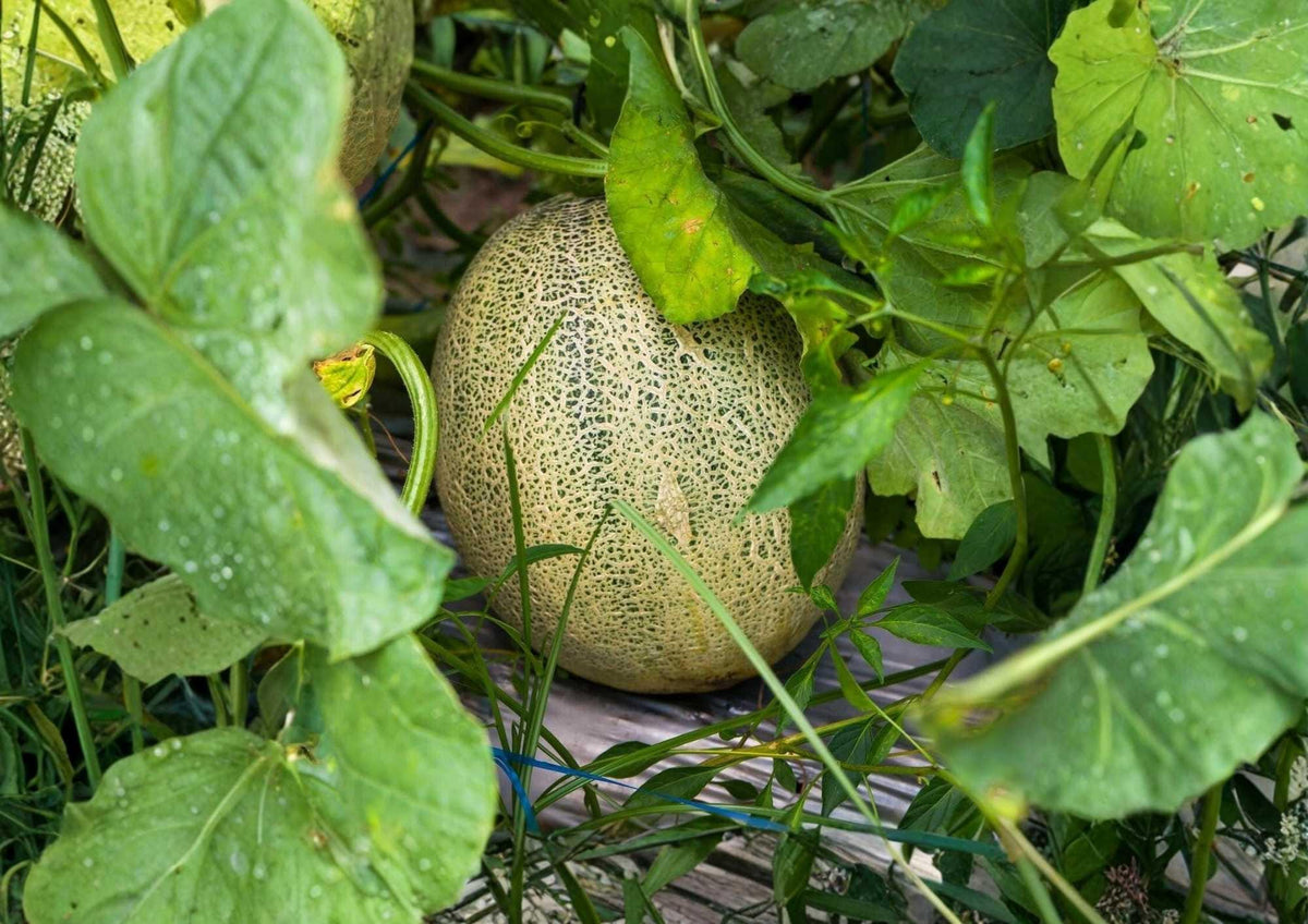 50+ Hales Best Jumbo Cantaloupe Seeds Heirloom Non-GMO Vegetable Seeds for Garden Planting, Large Orange Melon, High Yield