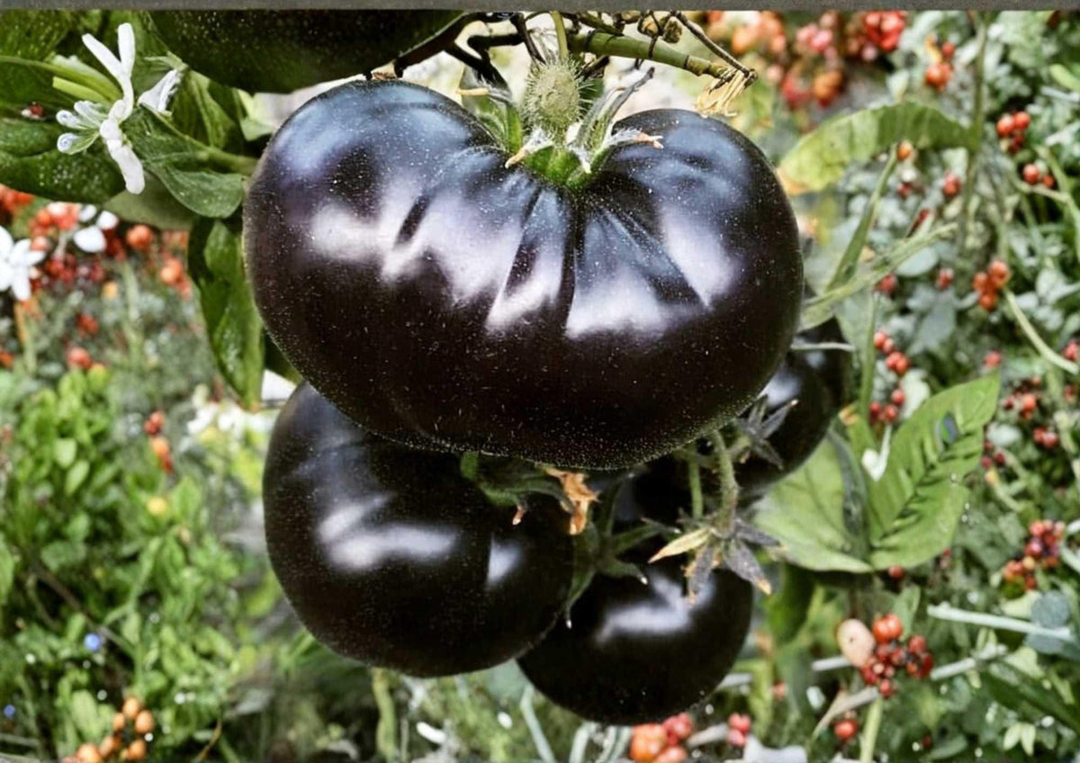 Cherokee Purple Tomato Seeds – Heirloom Non-GMO Vegetable Seeds for Garden, Large Dark Pink Purple Beefsteak, Rich Flavor