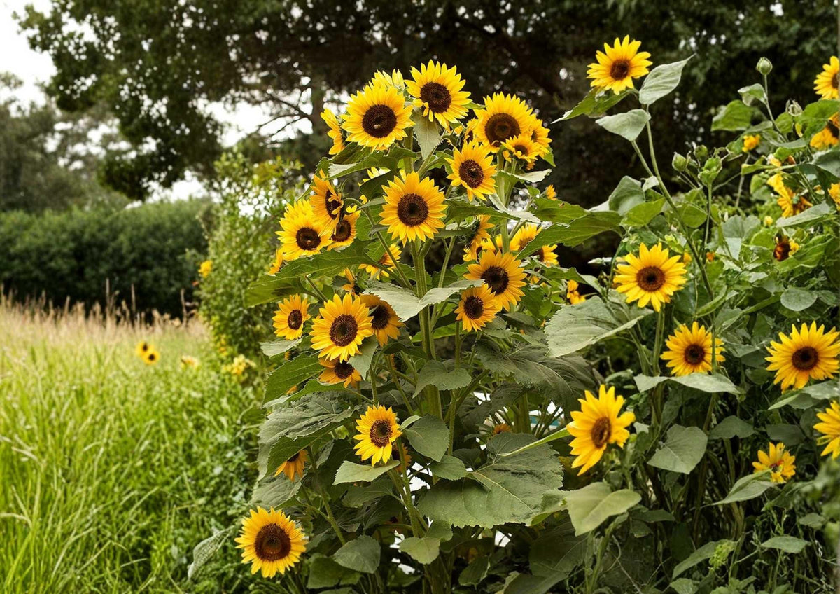 Striped Sunflower Seeds, Heirloom, Tall Giant Variety, Large Yellow Blooms, Pollinator Friendly, Garden Planting