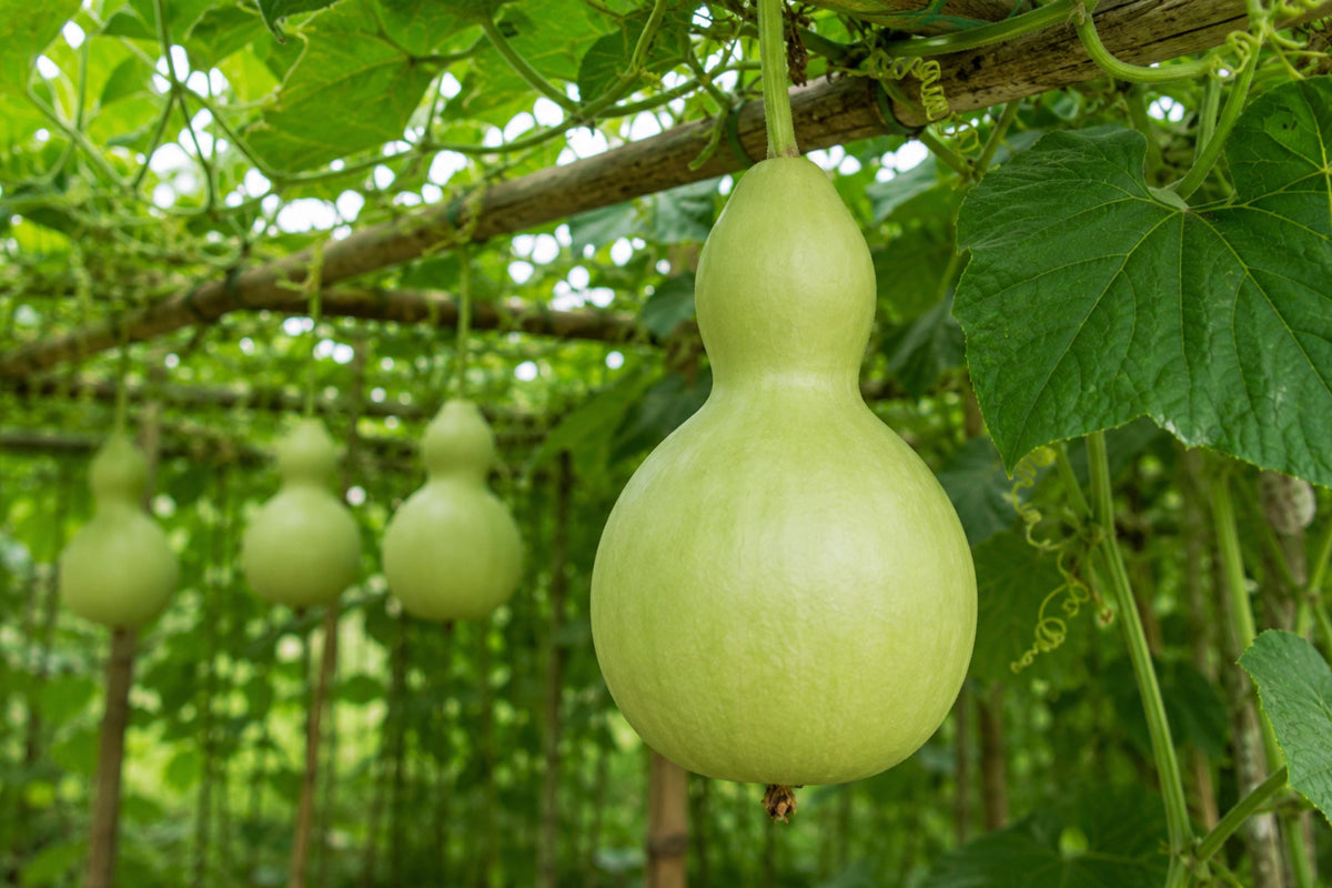 Birdhouse Gourd Seeds (Lagenaria siceraria) – Heirloom Climbing Gourds for DIY Birdhouses, Crafts & Rustic Décor
