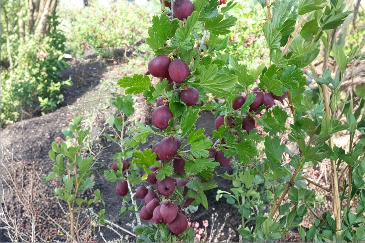 Gooseberry Plants - Hinnomaki Red Variety - Healthy Live Ribes uva-crispa Bushes - Ready to Plant