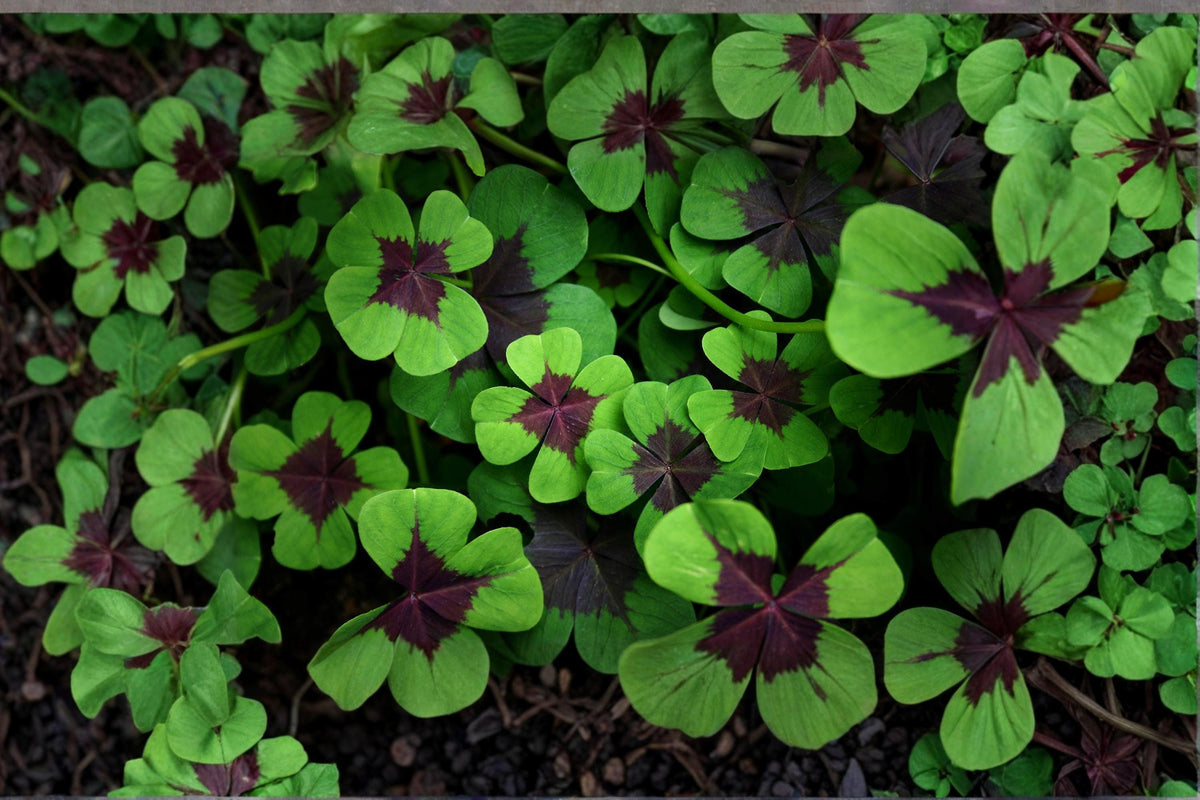 Iron Cross Shamrock Bulb – Oxalis tetraphylla, Ornamental Foliage Plant for Indoor & Container Growing