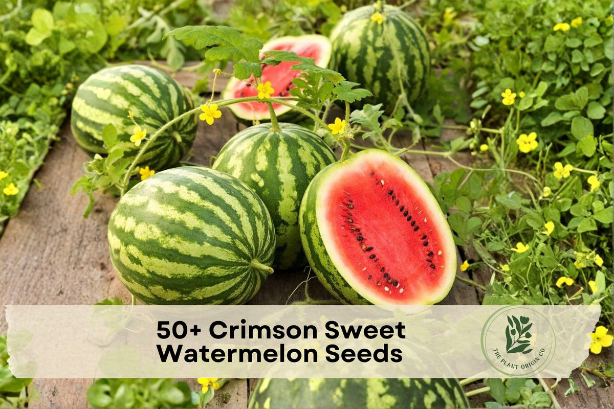 Crimson Sweet Watermelon Seeds – Heirloom Citrullus lanatus, Large Red Flesh, Green-Striped Rind, Fruit Vine, 50+ Seeds