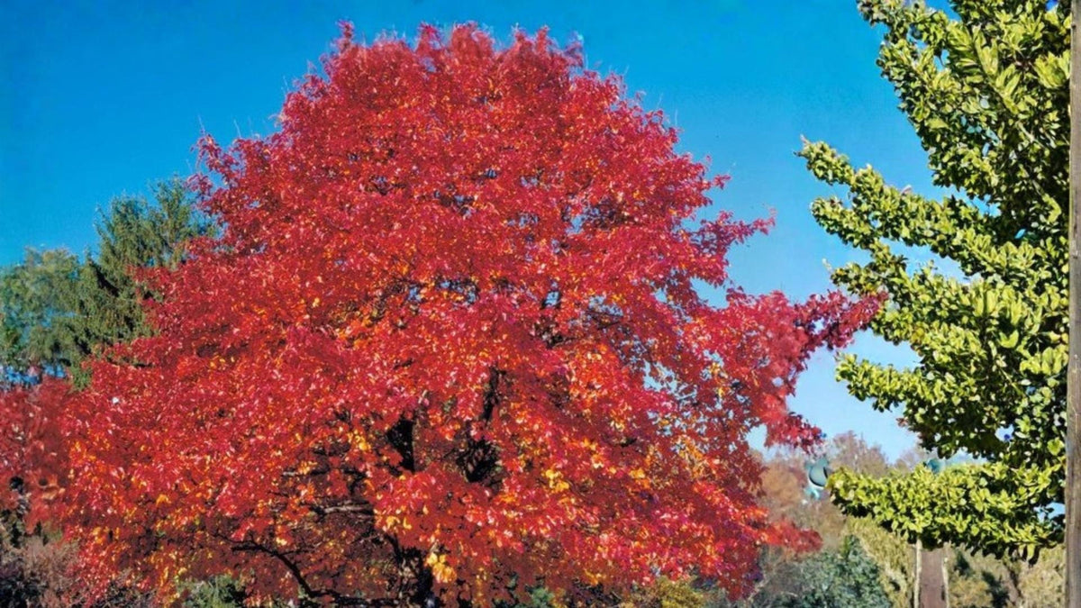 Red Oak Seeds – Quercus rubra for Landscape & Bonsai Growth, Deciduous Hardwood Tree Seed