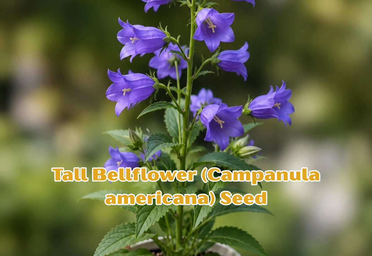 Tall Bellflower Seeds – Native Blue Wildflower, Perennial Pollinator Plant, Campanula americana, Cottage & Woodland Gardens