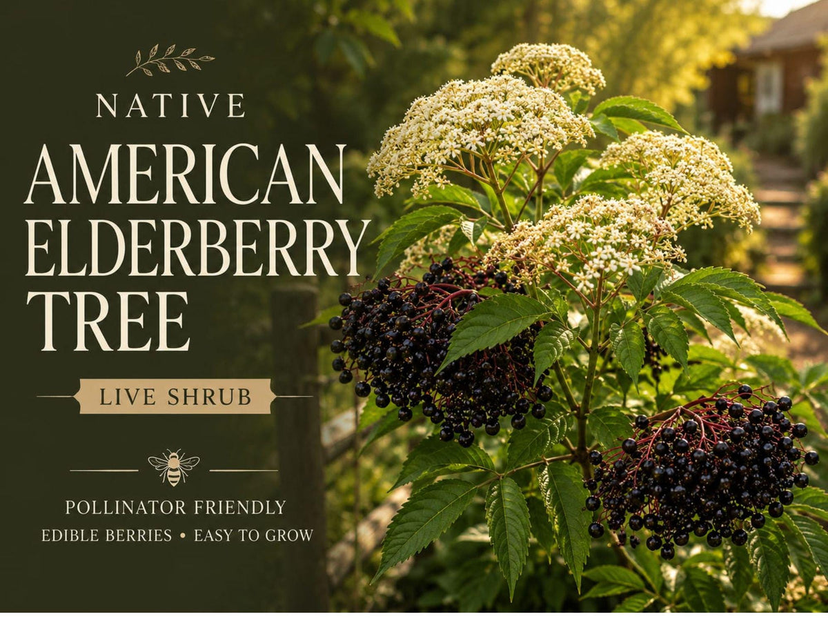 American Elderberry Bare Root Plant – Native Sambucus canadensis Shrub for Wildlife Gardens and Edible Landscaping