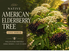 American Elderberry Bare Root Plant – Native Sambucus canadensis Shrub for Wildlife Gardens and Edible Landscaping