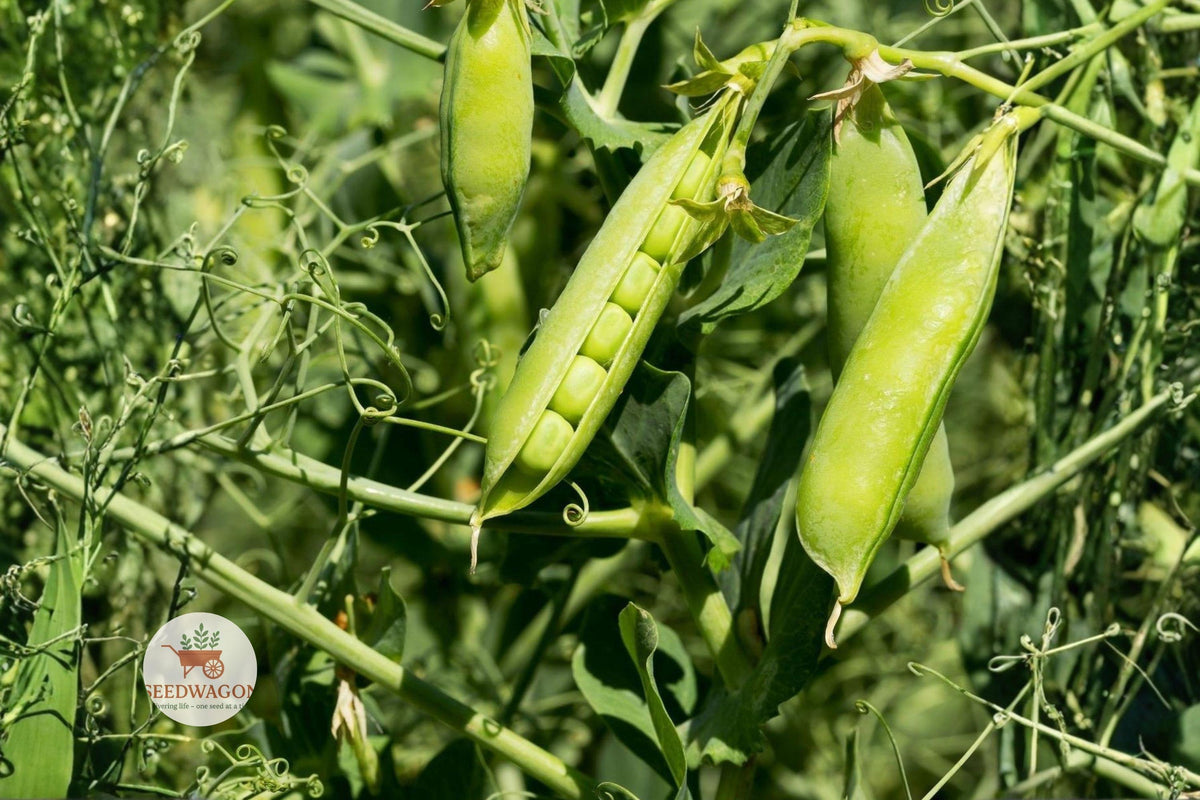 Little Marvel Pea Seeds – Heirloom Non-GMO Vegetable, Compact Bush, Sweet Pisum sativum, 20+ Seeds