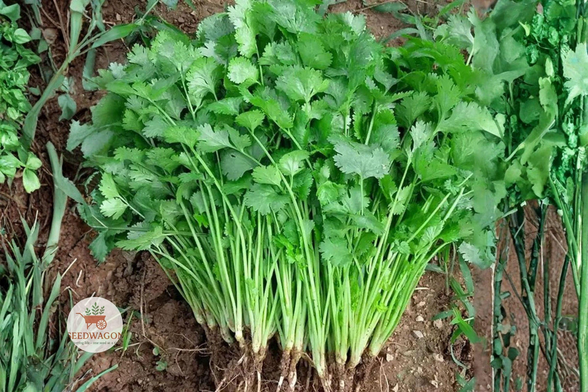 Slow Bolt Cilantro Seeds – Heirloom Coriandrum sativum Non-GMO Herb for Culinary Use, 25+ Seeds