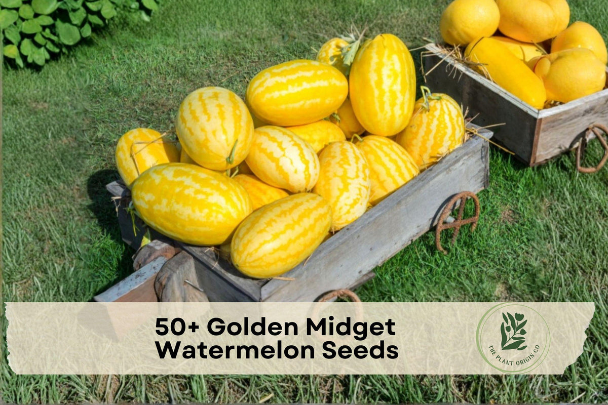 Golden Midget Watermelon Seeds – Compact Citrullus lanatus with Yellow Rind, 50+ Seeds for Home Garden, Raised Beds, Outdoor Planting