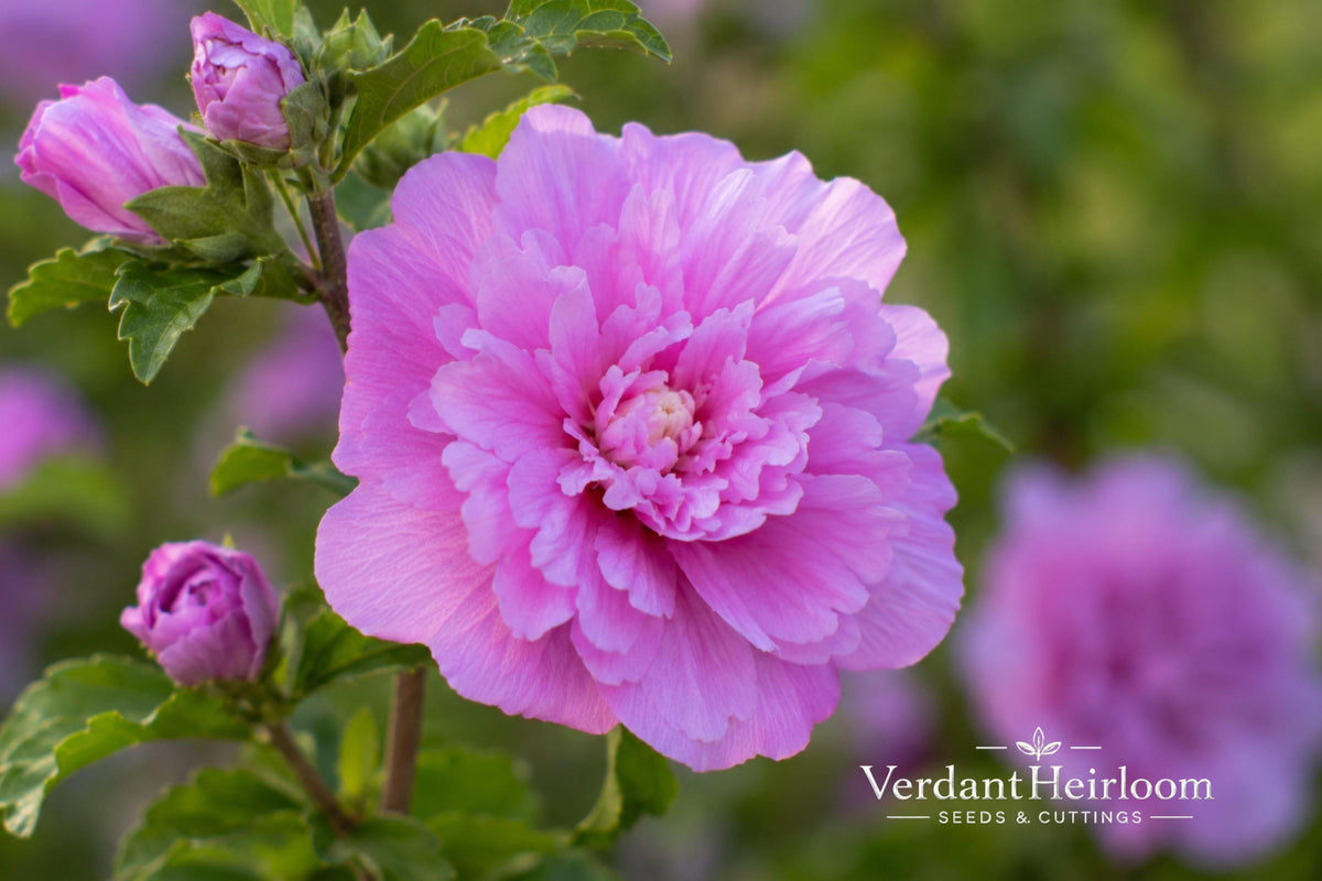 Double Purple Pink Rose of Sharon Unrooted Cuttings – Hibiscus syriacus Flowering Shrub, Garden Plant