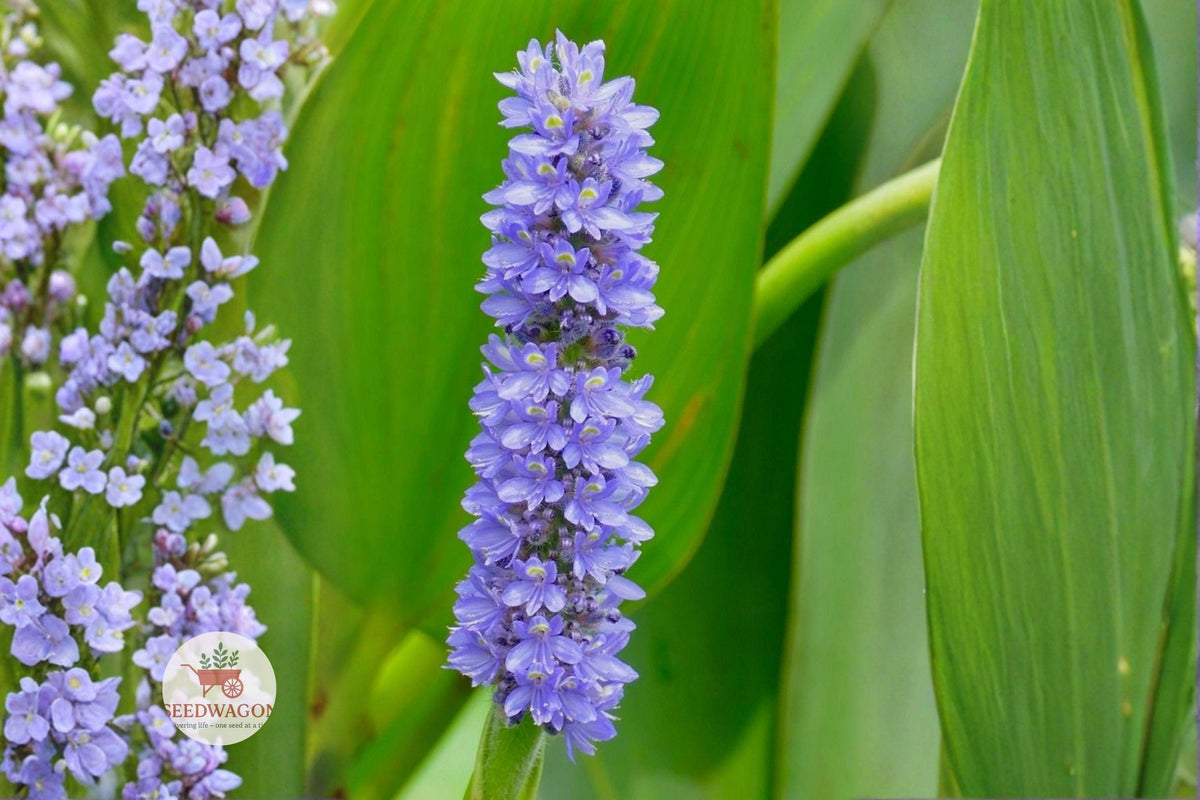 Pickerel Weed Seeds – Pontederia cordata Native Aquatic Perennial with Blue-Purple Flowers for Ponds & Water Gardens