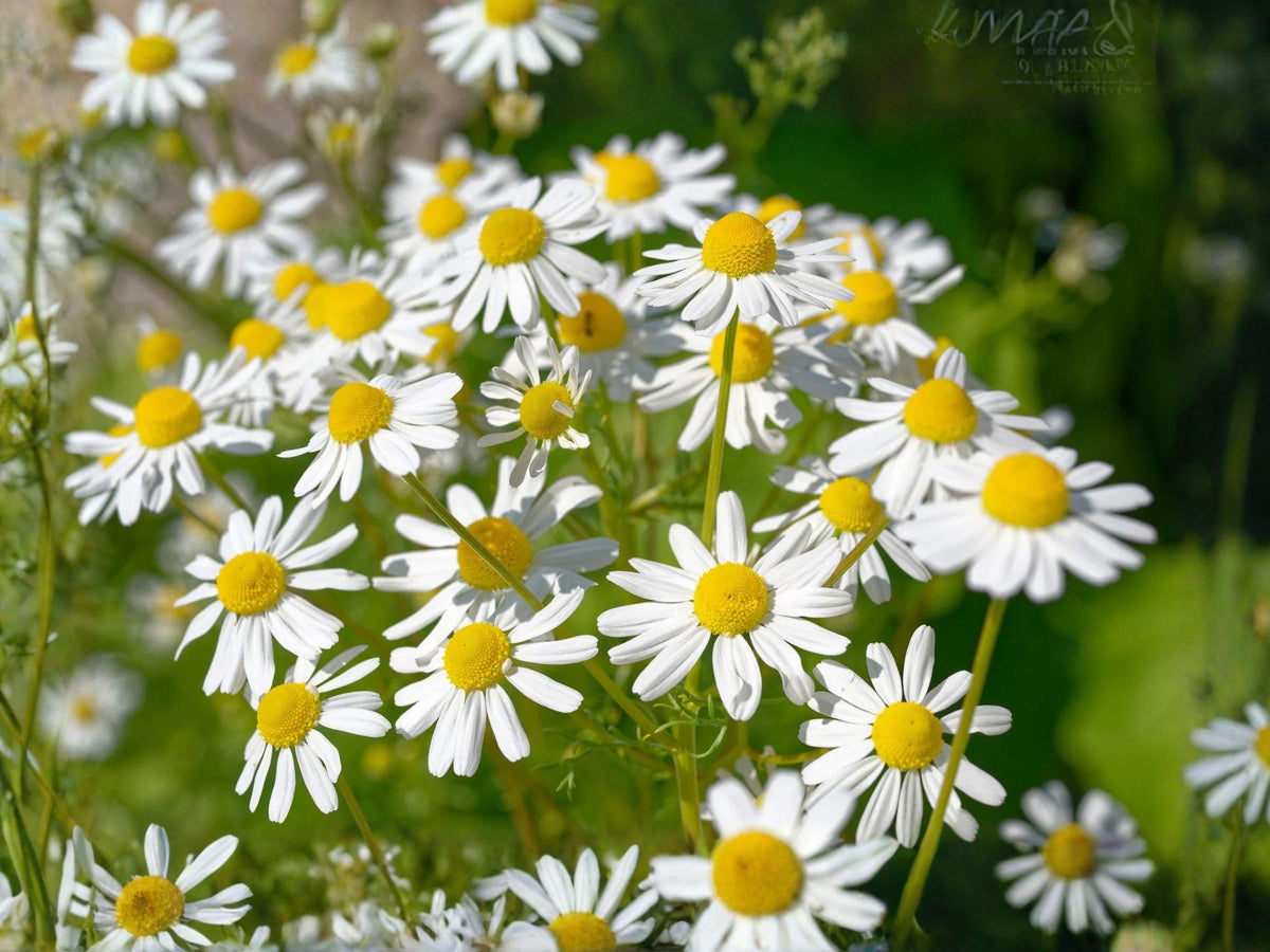 German Chamomile Herb Seeds | Matricaria Recutita | Flowering Annual for Herb Gardens & Containers