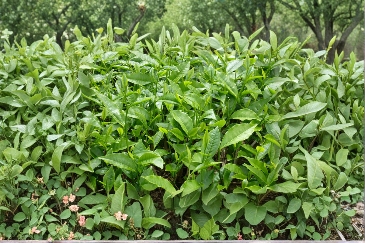 Tea Plant Seeds – Camellia sinensis, Evergreen Shrub for Tea Production, Garden & Container Cultivation