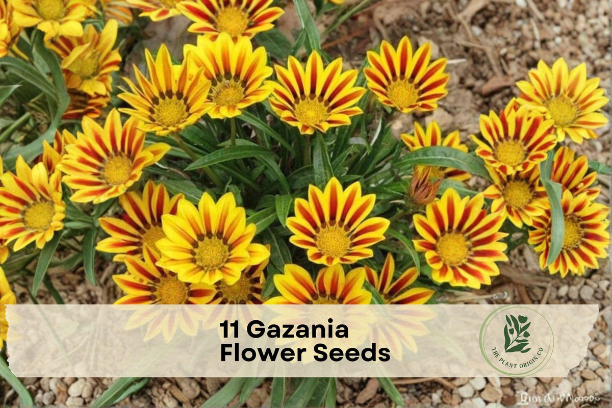 11 Gazania Flower Seeds - Bright Red & Yellow Blooms, Sun-Loving Annual, Gazania rigens for Garden Beds & Containers