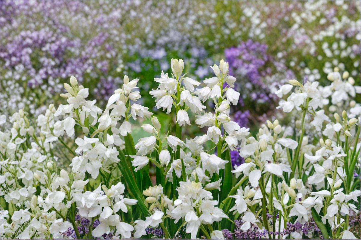 Spanish Whitebells Bulb – Hyacinthoides hispanica, Spring Flowering White Bell-Shaped Blooms, Garden, Border, Naturalized Plant