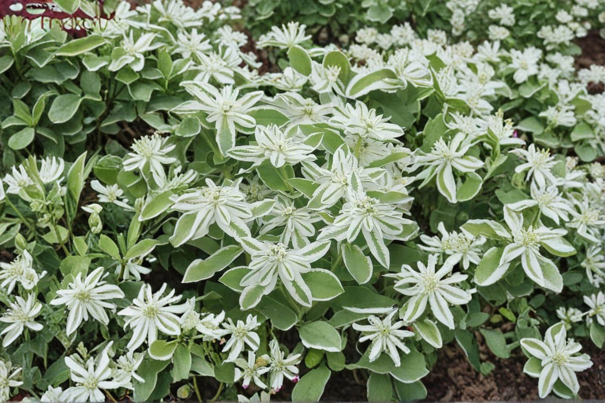 Mountain Snow Seeds – Euphorbia marginata, Annual Flowering Plant with White-Edged Green Foliage, Garden Bed & Border Plant