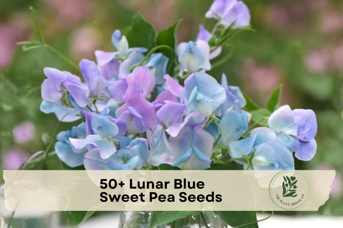 50+ Sweet Pea Seeds, Climbing Flower, Blue & Purple Fragrant Blooms, Lathyrus odoratus, Garden, Trellis, Cut Flowers