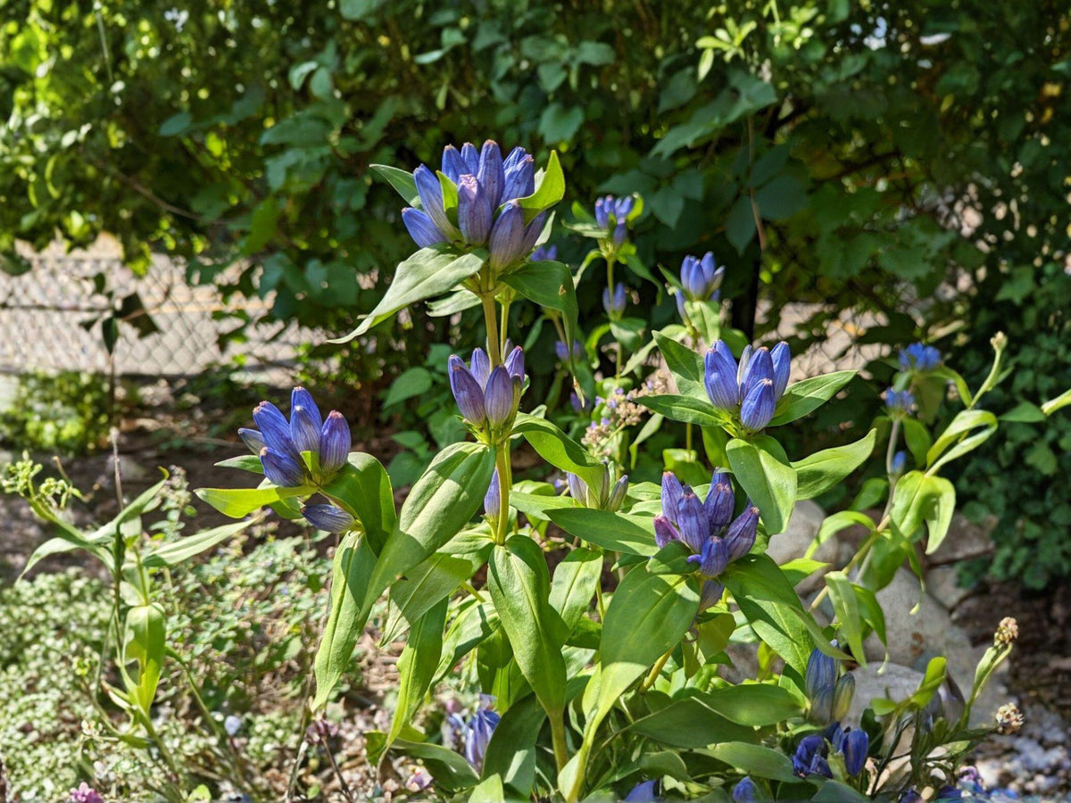 Bottle Gentian Seeds - Gentiana Andrewsii, Deep Blue Flowering Perennial for Garden Beds & Natural Landscapes