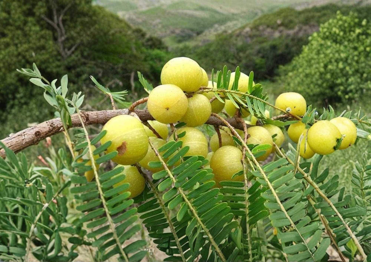 Indian Gooseberry Live Tropical Fruit Tree – Emblica officinalis – Amla Tree for Edible Gardens and Tropical Landscapes